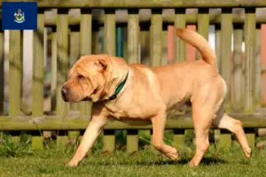 Read more about the article Shar-Pei breeders and puppies in Maine
