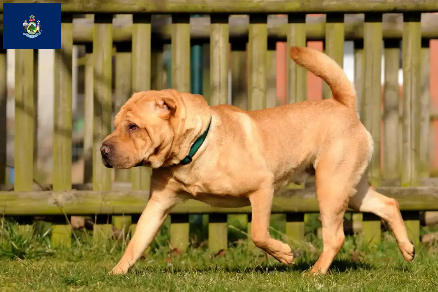 Read more about the article Shar-Pei breeders and puppies in Maine
