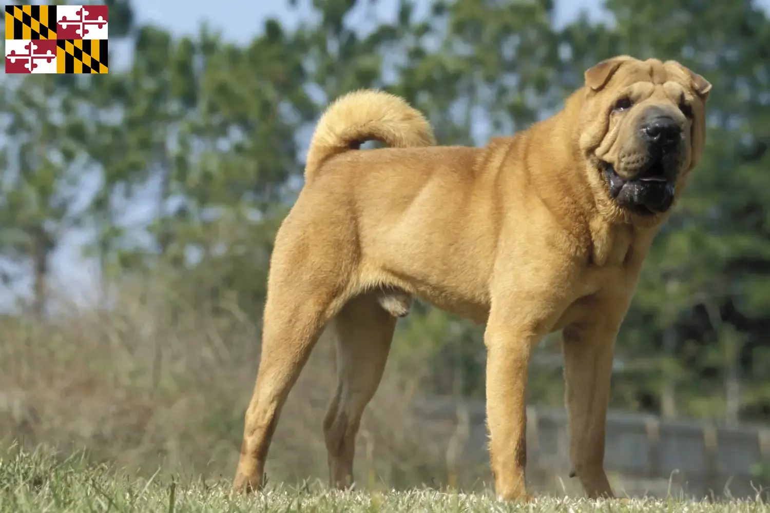 Read more about the article Shar-Pei breeders and puppies in Maryland