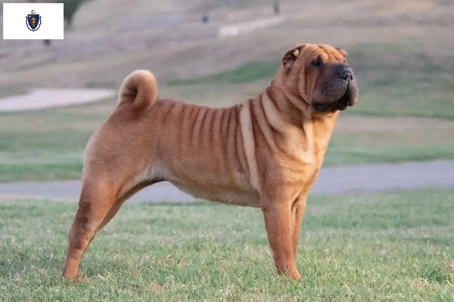 Read more about the article Shar-Pei breeders and puppies in Massachusetts