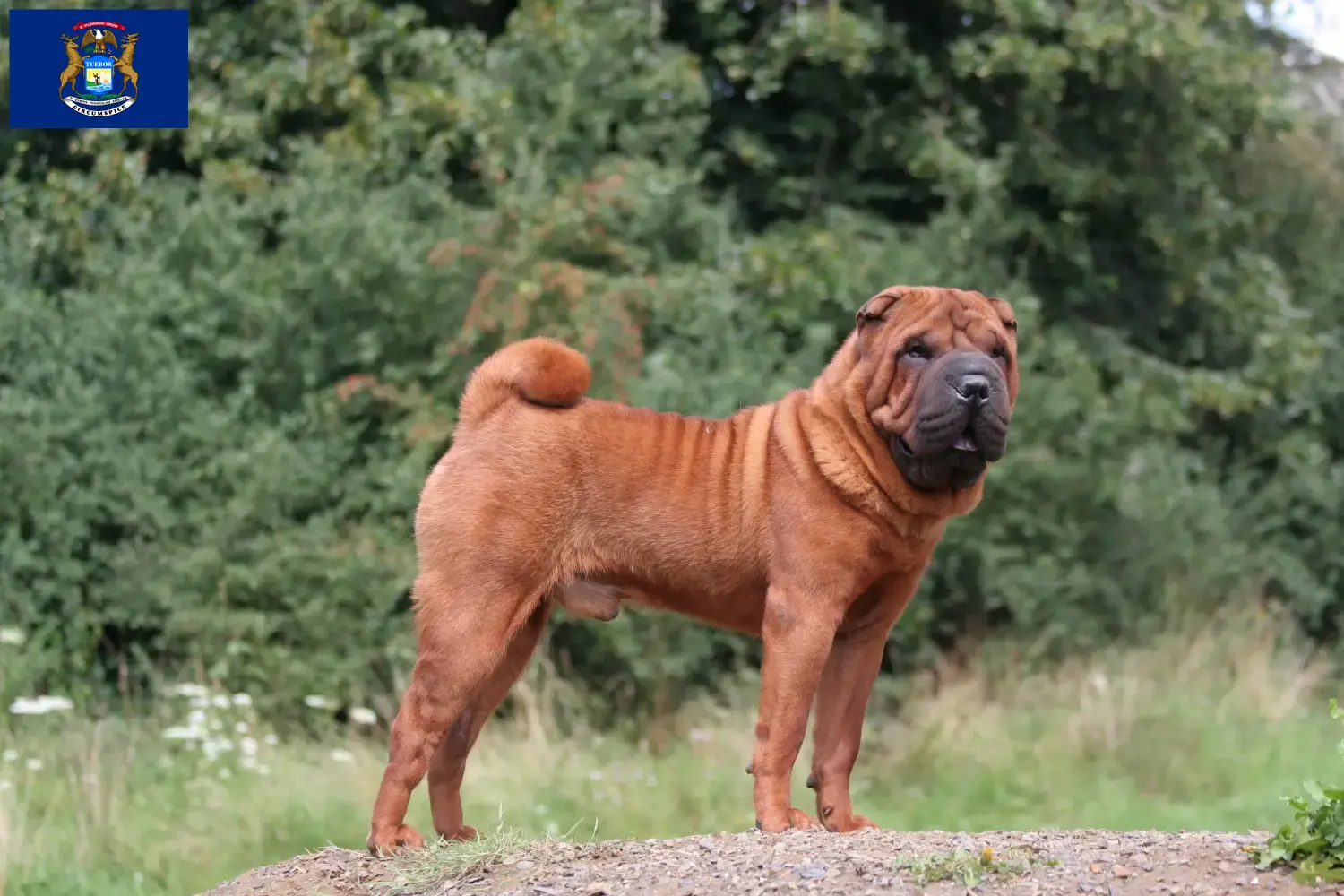 Read more about the article Shar-Pei breeders and puppies in Michigan