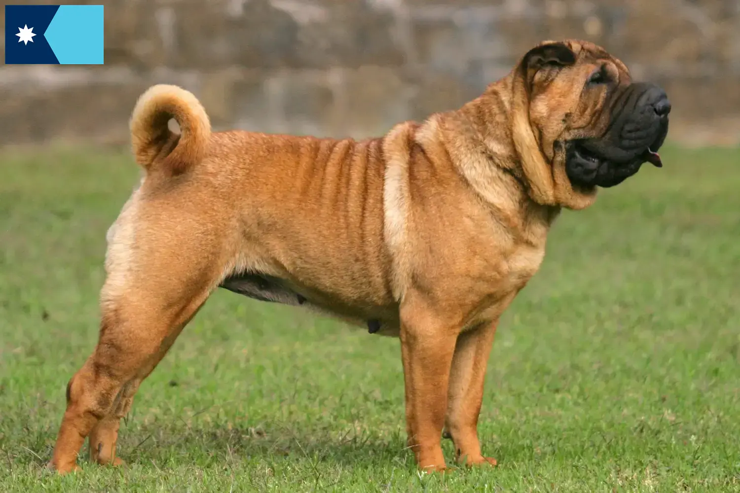 Read more about the article Shar-Pei breeders and puppies in Minnesota