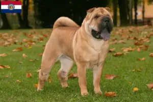 Read more about the article Shar-Pei breeders and puppies in Missouri