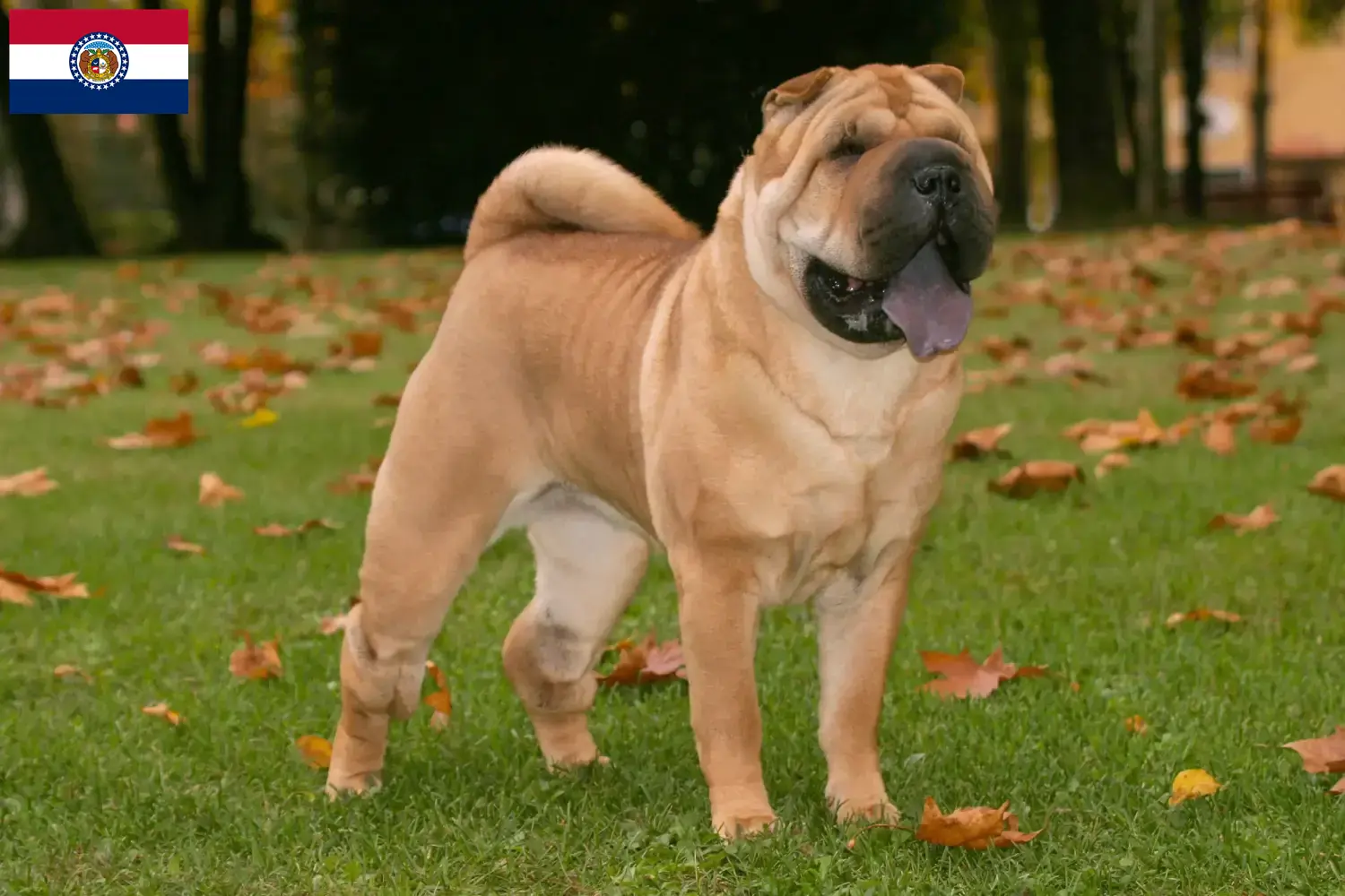 Read more about the article Shar-Pei breeders and puppies in Missouri