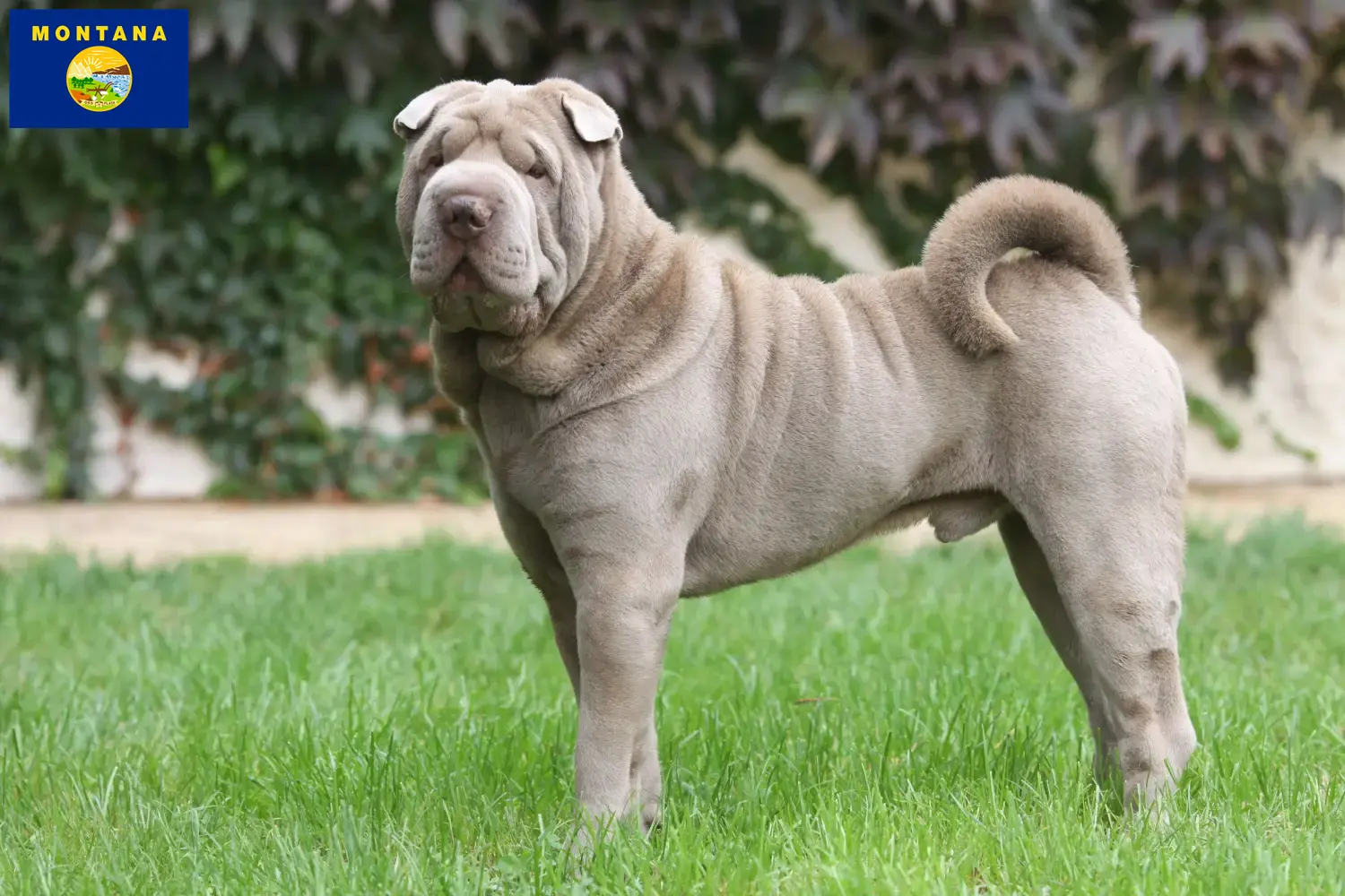 Read more about the article Shar-Pei breeders and puppies in Montana