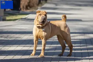 Read more about the article Shar-Pei breeders and puppies in Nevada
