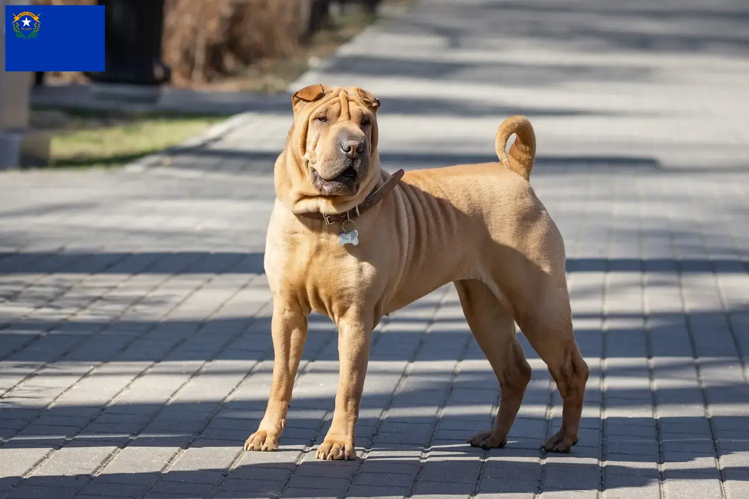 Read more about the article Shar-Pei breeders and puppies in Nevada