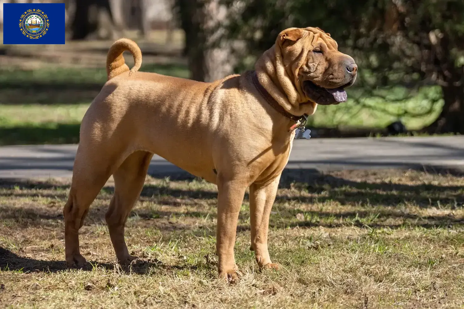 Read more about the article Shar-Pei breeders and puppies in New Hampshire