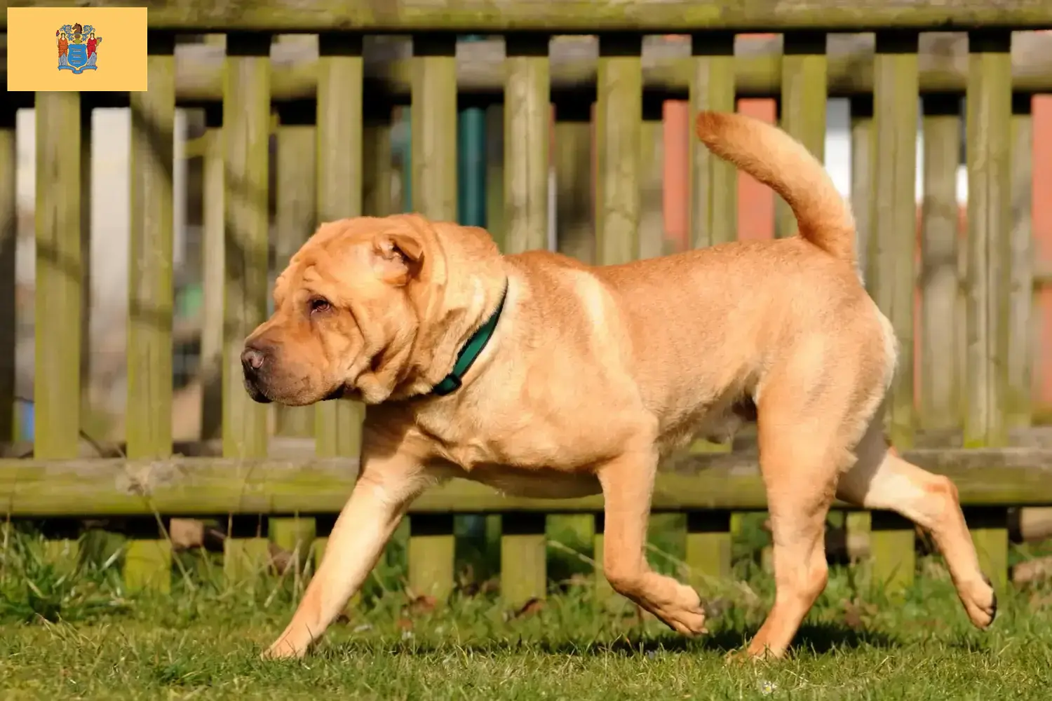 Read more about the article Shar-Pei breeders and puppies in New Jersey