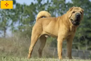 Read more about the article Shar-Pei breeders and puppies in New Mexico