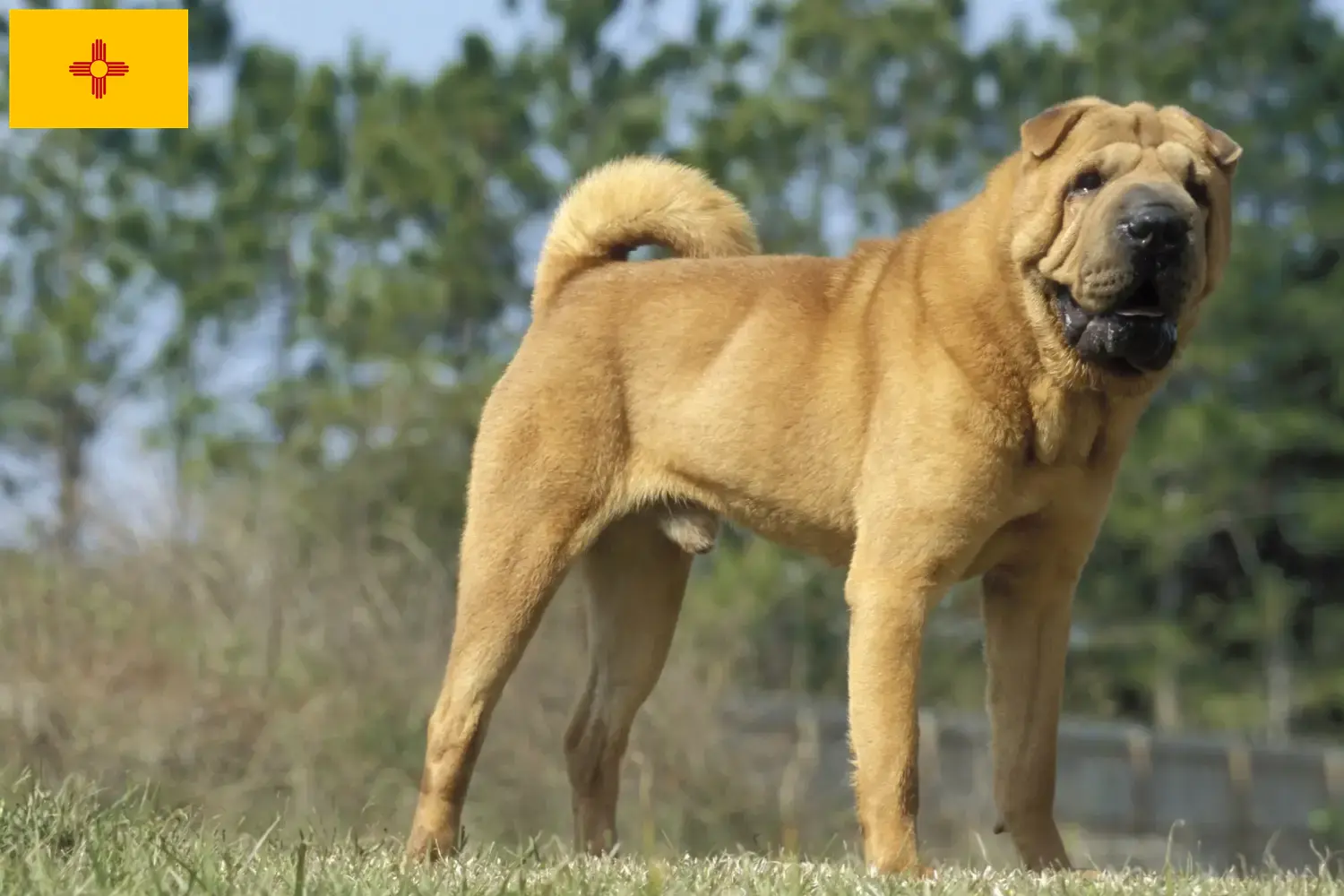 Read more about the article Shar-Pei breeders and puppies in New Mexico
