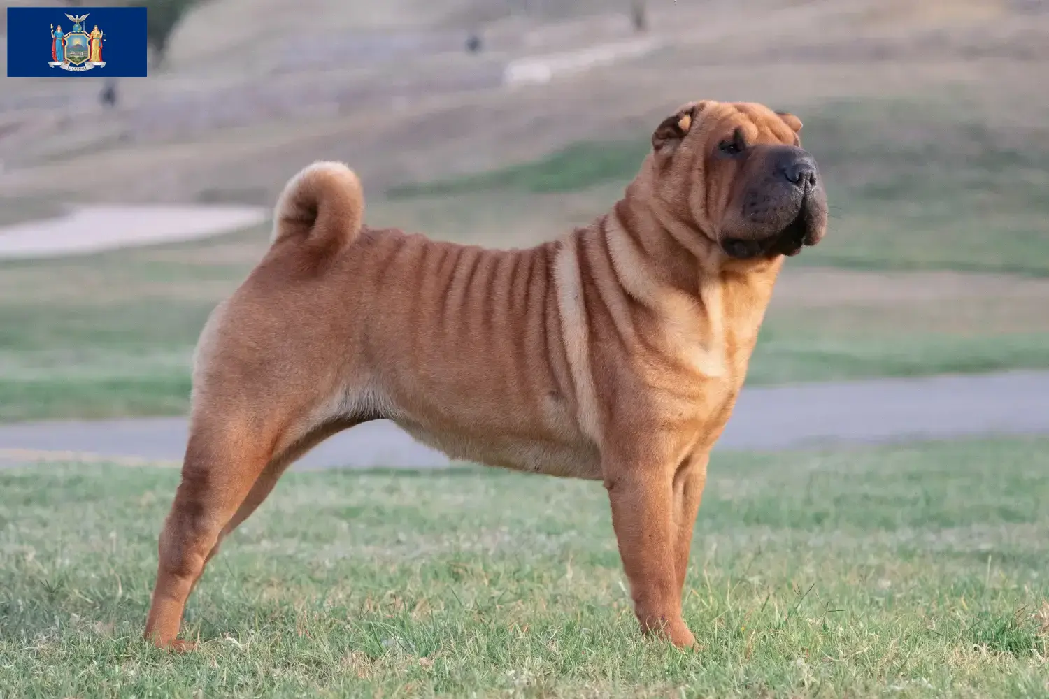 Read more about the article Shar-Pei breeders and puppies in New York