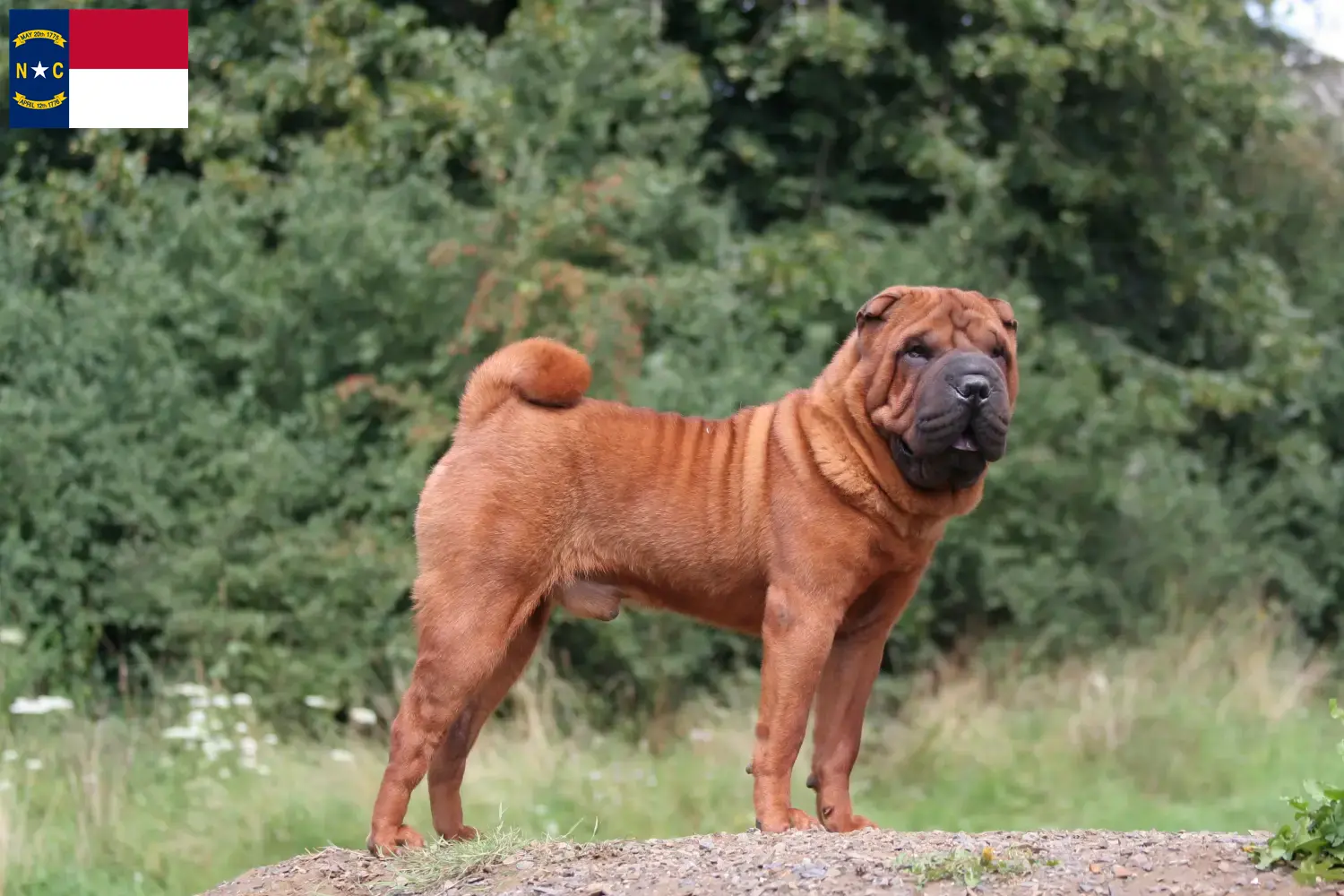 Read more about the article Shar-Pei breeders and puppies in North Carolina