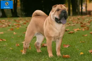 Read more about the article Shar-Pei breeders and puppies in Oklahoma
