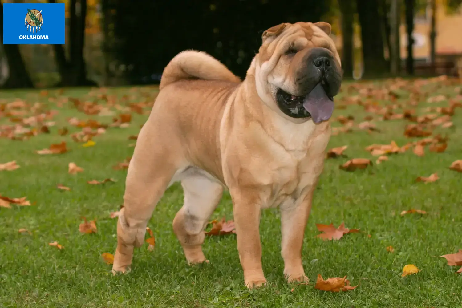 Read more about the article Shar-Pei breeders and puppies in Oklahoma