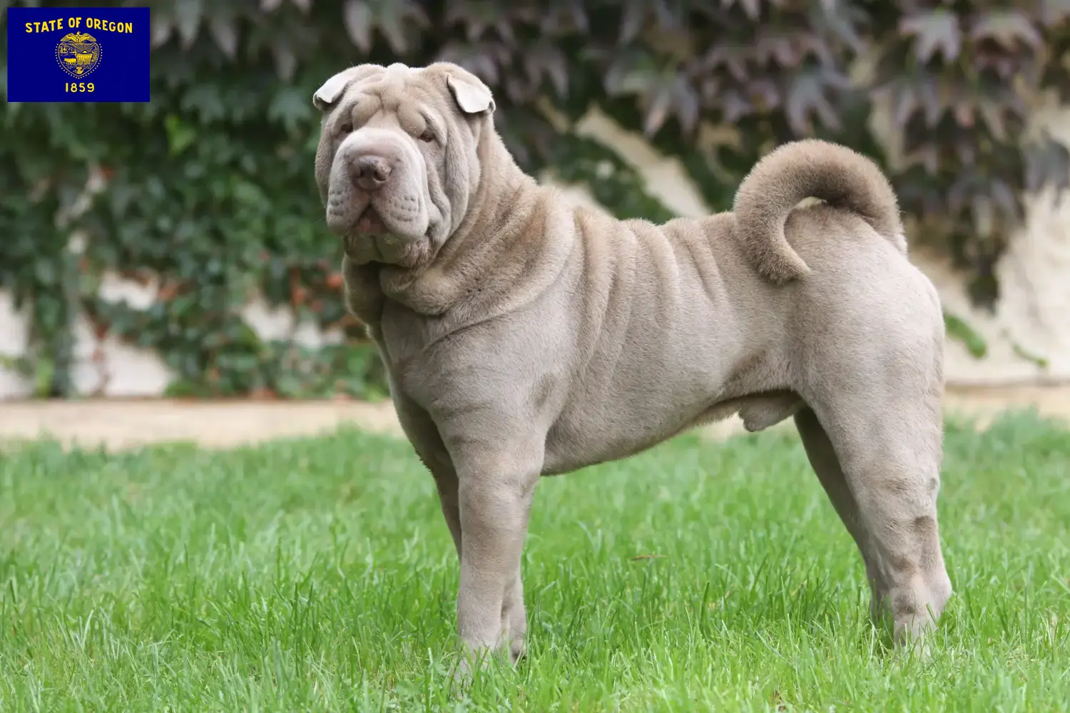 Read more about the article Shar-Pei breeders and puppies in Oregon