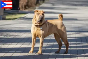 Read more about the article Shar-Pei breeders and puppies in Puerto Rico
