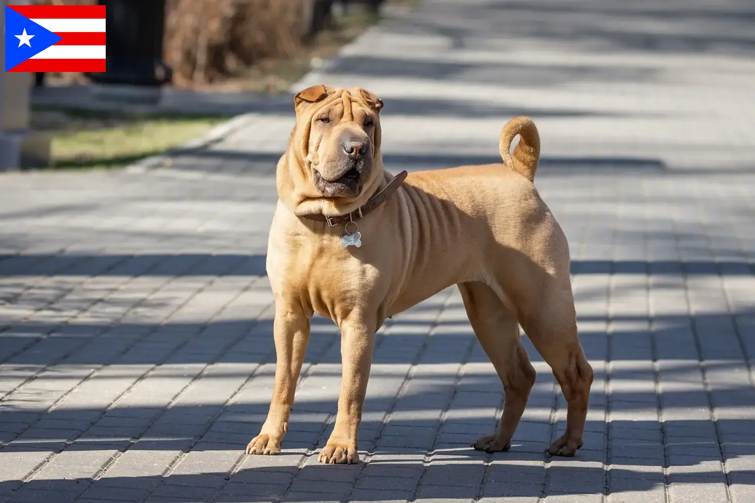 Read more about the article Shar-Pei breeders and puppies in Puerto Rico