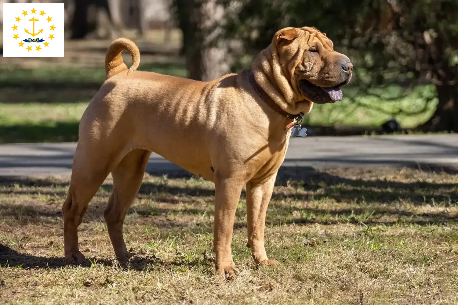 Read more about the article Shar-Pei breeders and puppies in Rhode Island