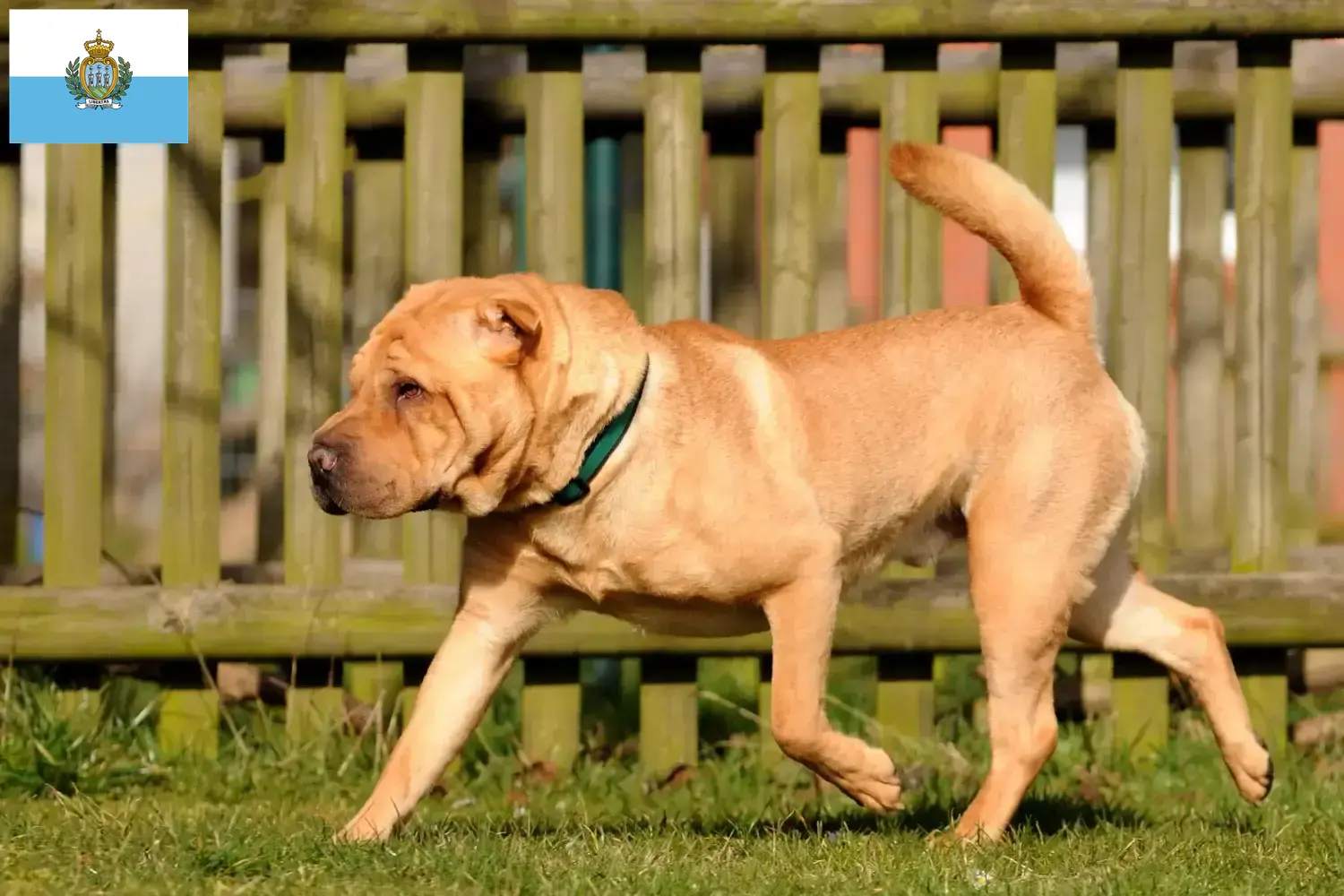 Read more about the article Shar-Pei breeders and puppies in San Marino
