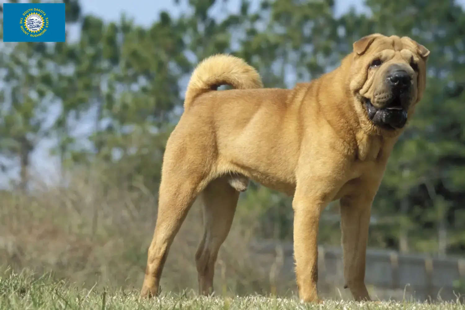 Read more about the article Shar-Pei breeders and puppies in South Dakota