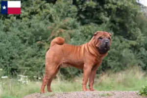 Read more about the article Shar-Pei breeders and puppies in Texas