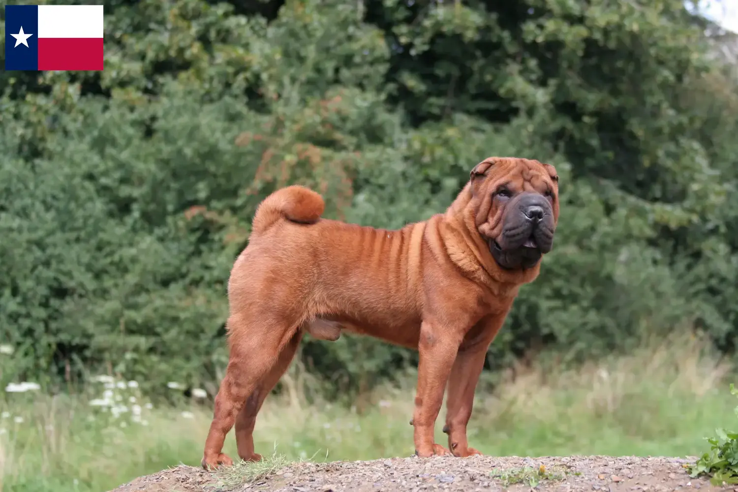 Read more about the article Shar-Pei breeders and puppies in Texas