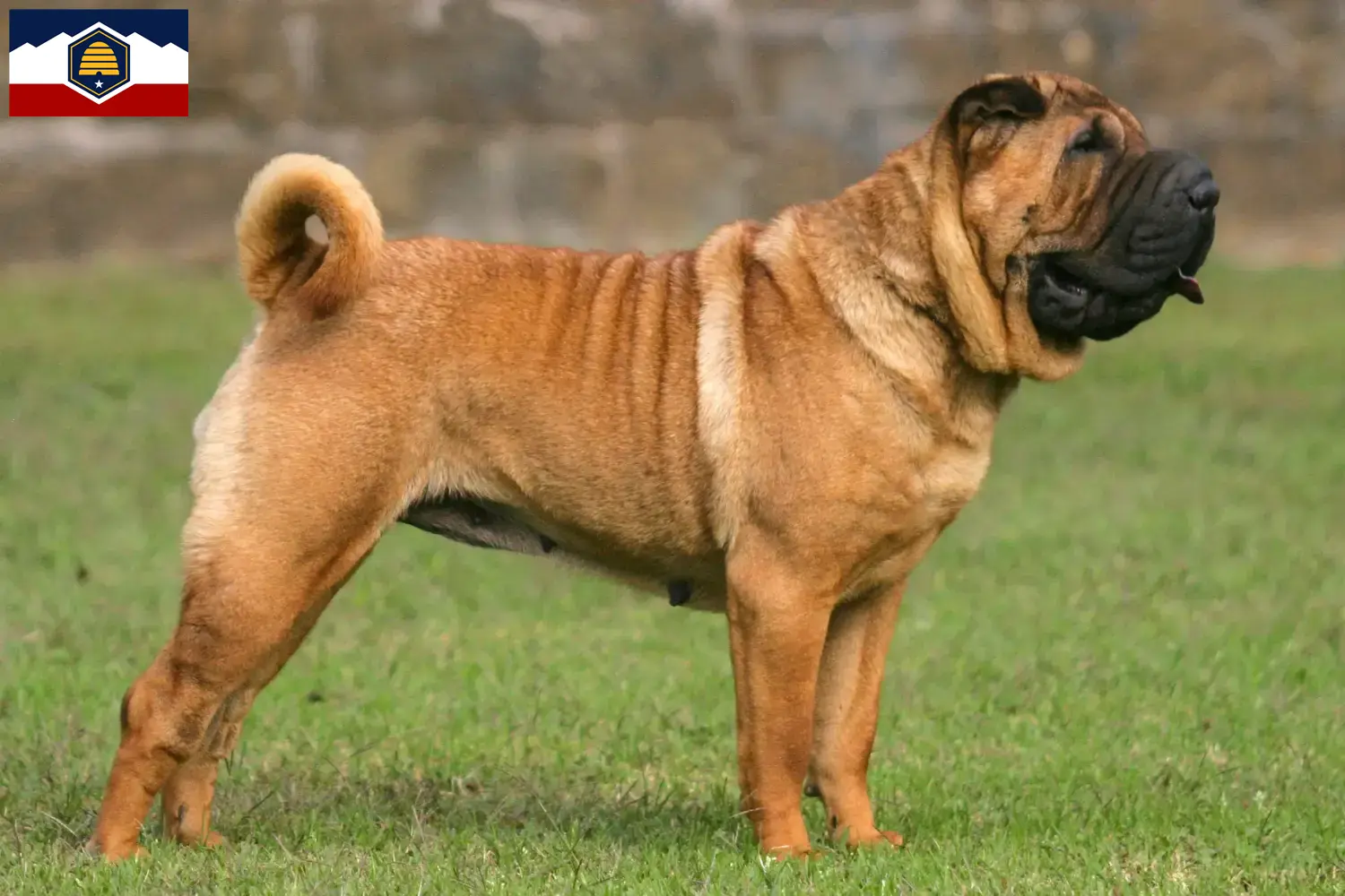 Read more about the article Shar-Pei breeders and puppies in Utah