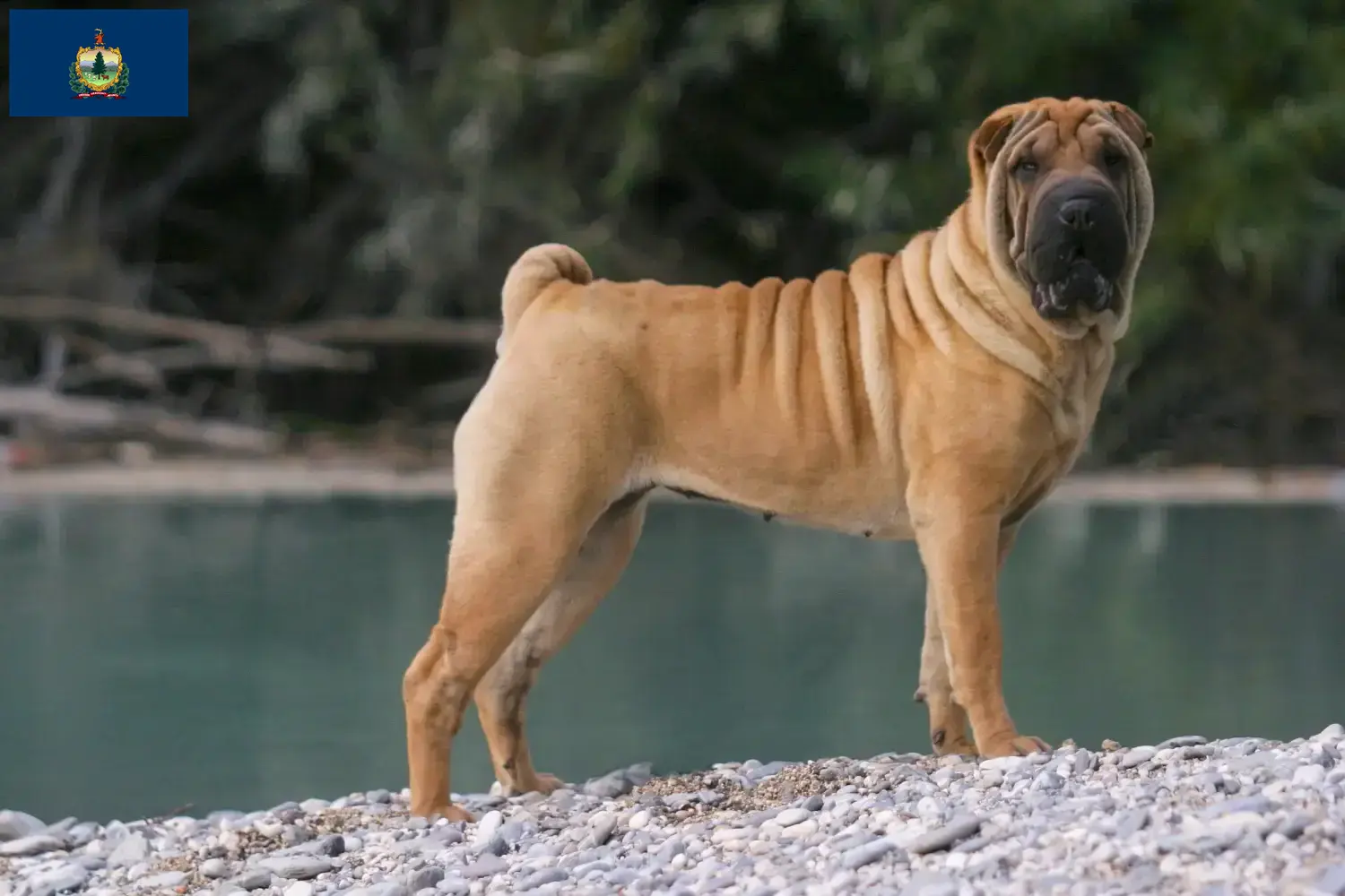 Read more about the article Shar-Pei breeders and puppies in Vermont