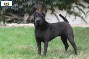Read more about the article Shar-Pei breeders and puppies in West Virginia