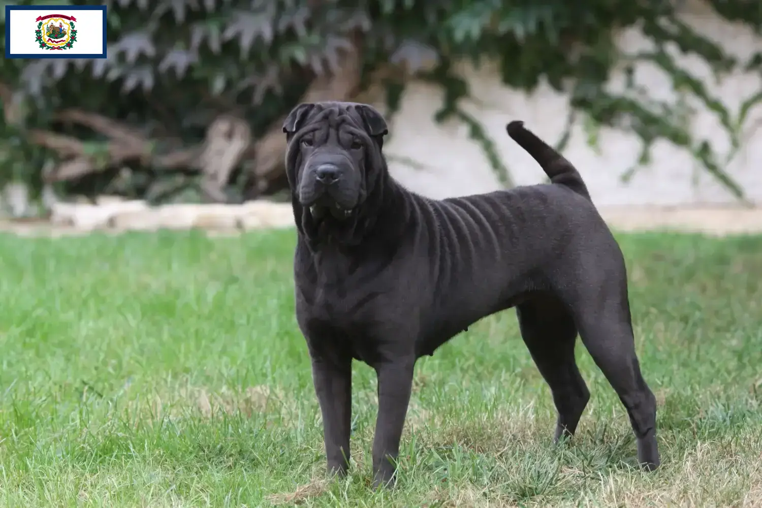 Read more about the article Shar-Pei breeders and puppies in West Virginia