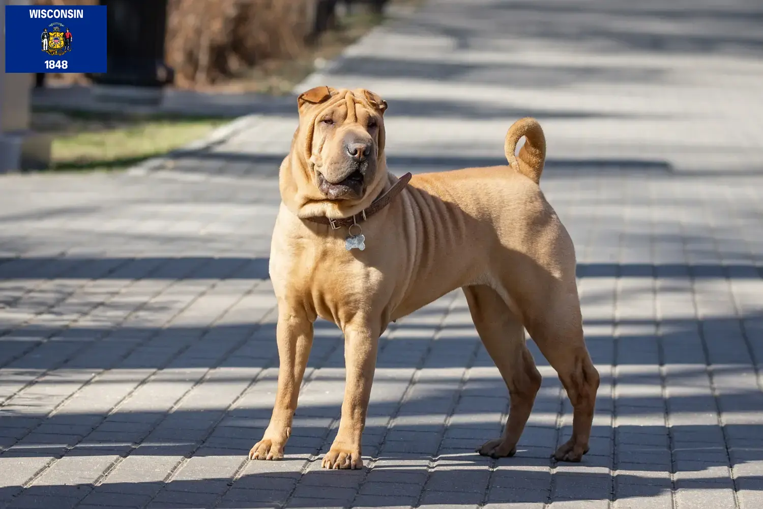 Read more about the article Shar-Pei breeders and puppies in Wisconsin