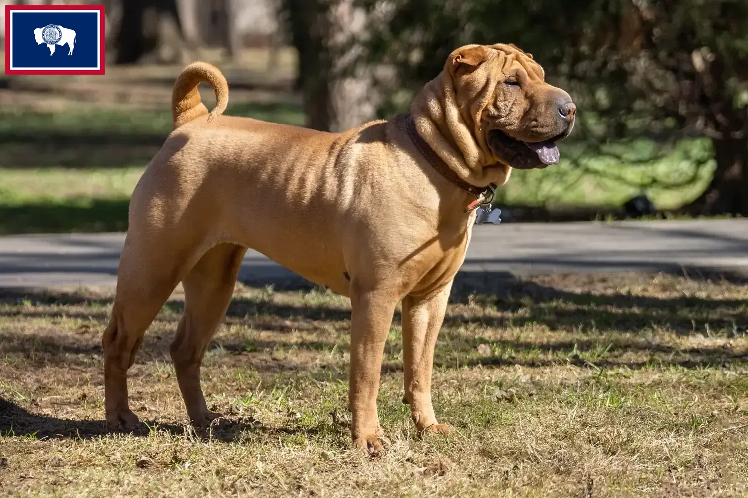 Read more about the article Shar-Pei breeders and puppies in Wyoming