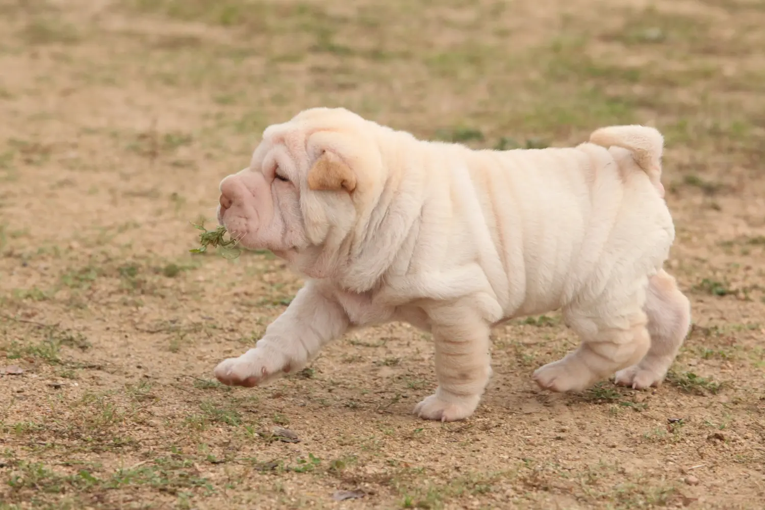 Buying a Shar-Pei puppy means taking responsibility! Buy Shar-Pei puppies.