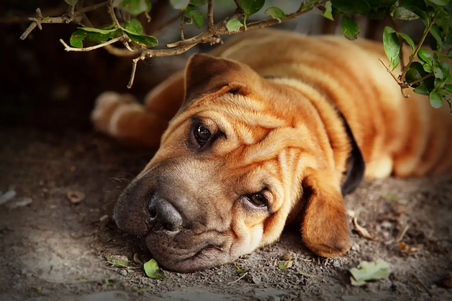 Buying a Shar-Pei puppy means taking responsibility! Buy Shar-Pei puppies.