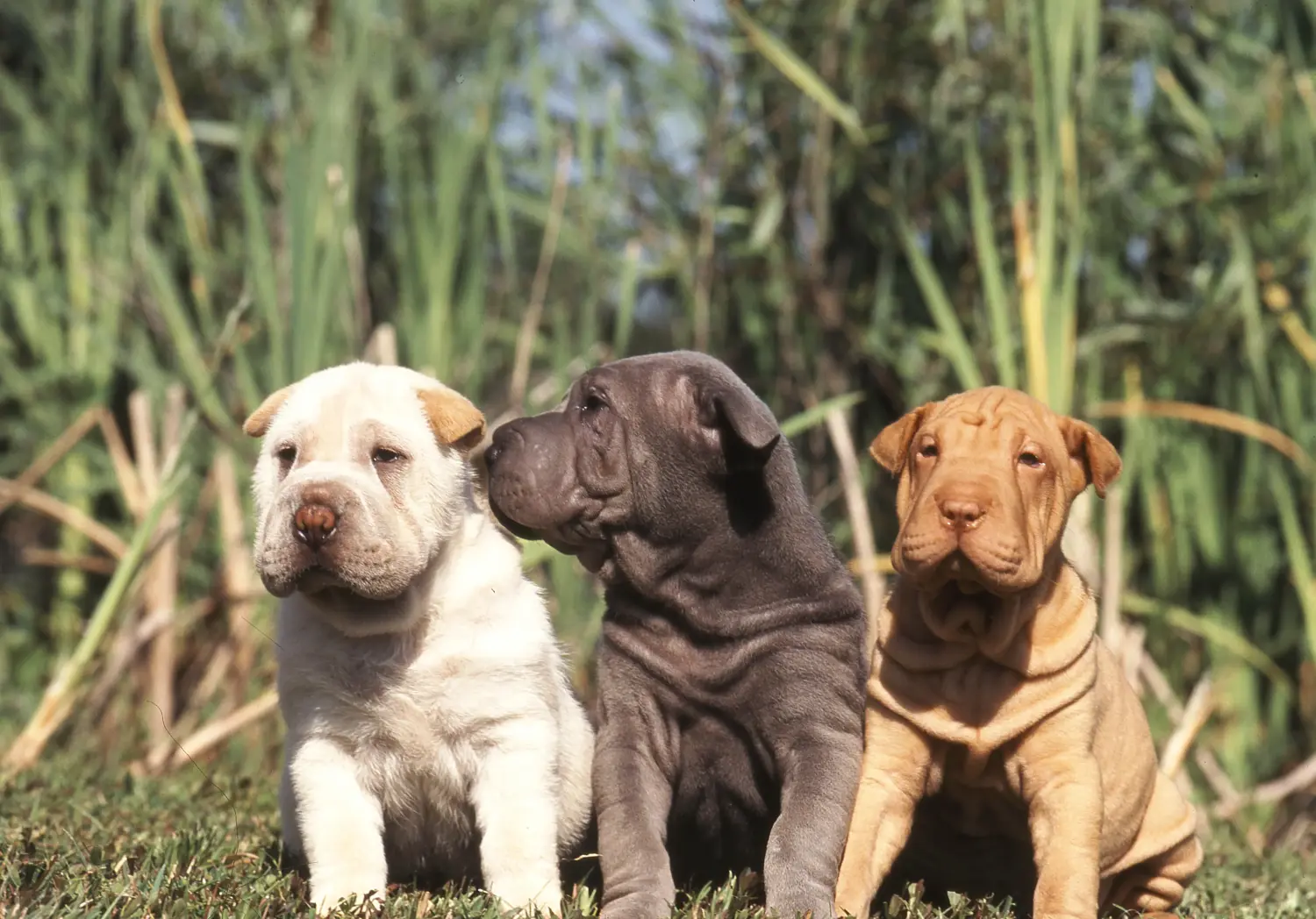 Buying a Shar-Pei puppy means taking responsibility! Buy Shar-Pei puppies.