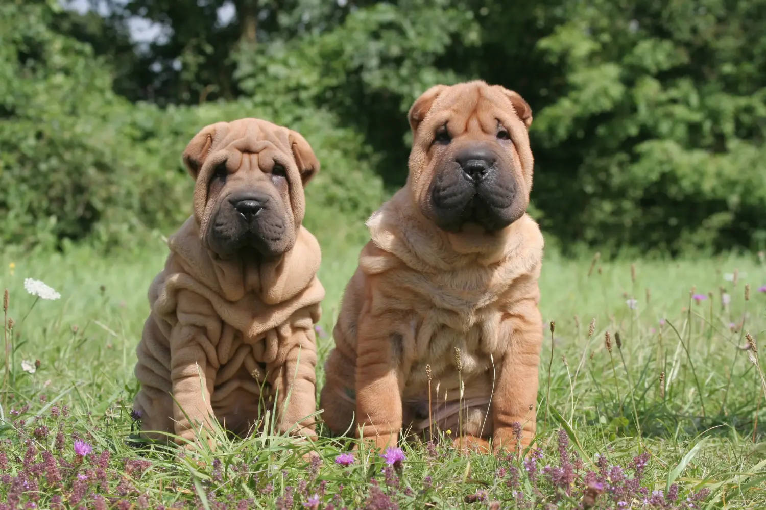Buying a Shar-Pei puppy means taking responsibility! Buy Shar-Pei puppies.