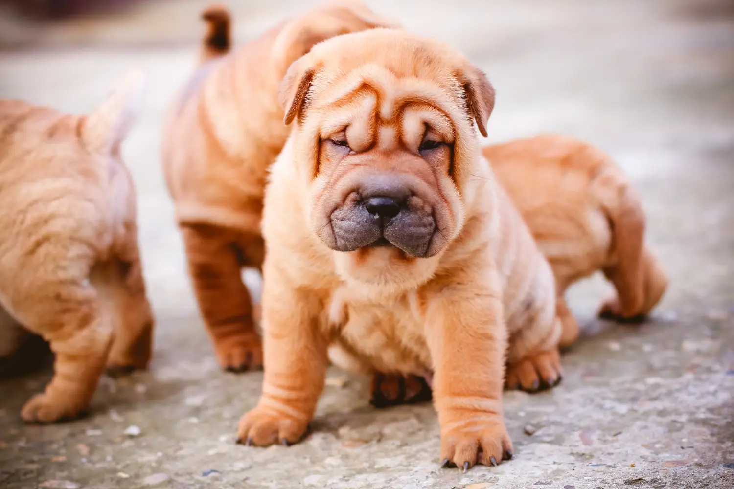 Buying a Shar-Pei puppy means taking responsibility! Buy Shar-Pei puppies.