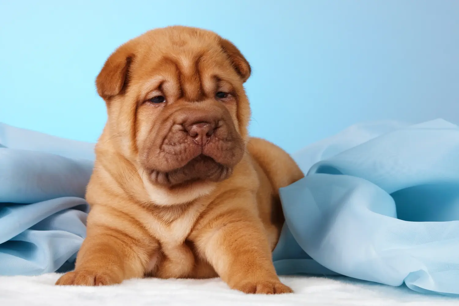 Buying a Shar-Pei puppy means taking responsibility! Buy Shar-Pei puppies.