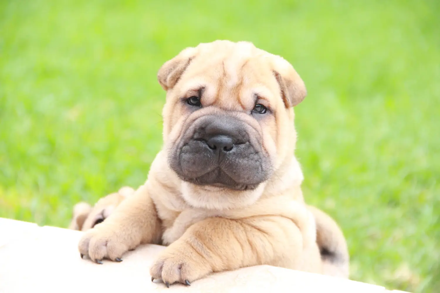Buying a Shar-Pei puppy means taking responsibility! Buy Shar-Pei puppies.