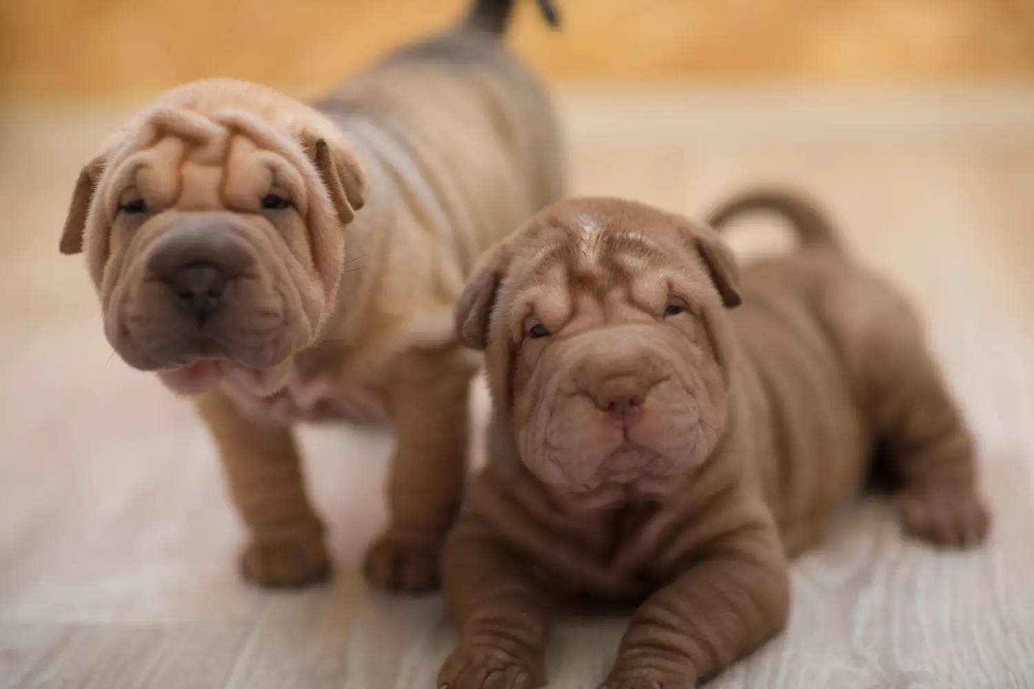 Buying a Shar-Pei puppy means taking responsibility! Buy Shar-Pei puppies.