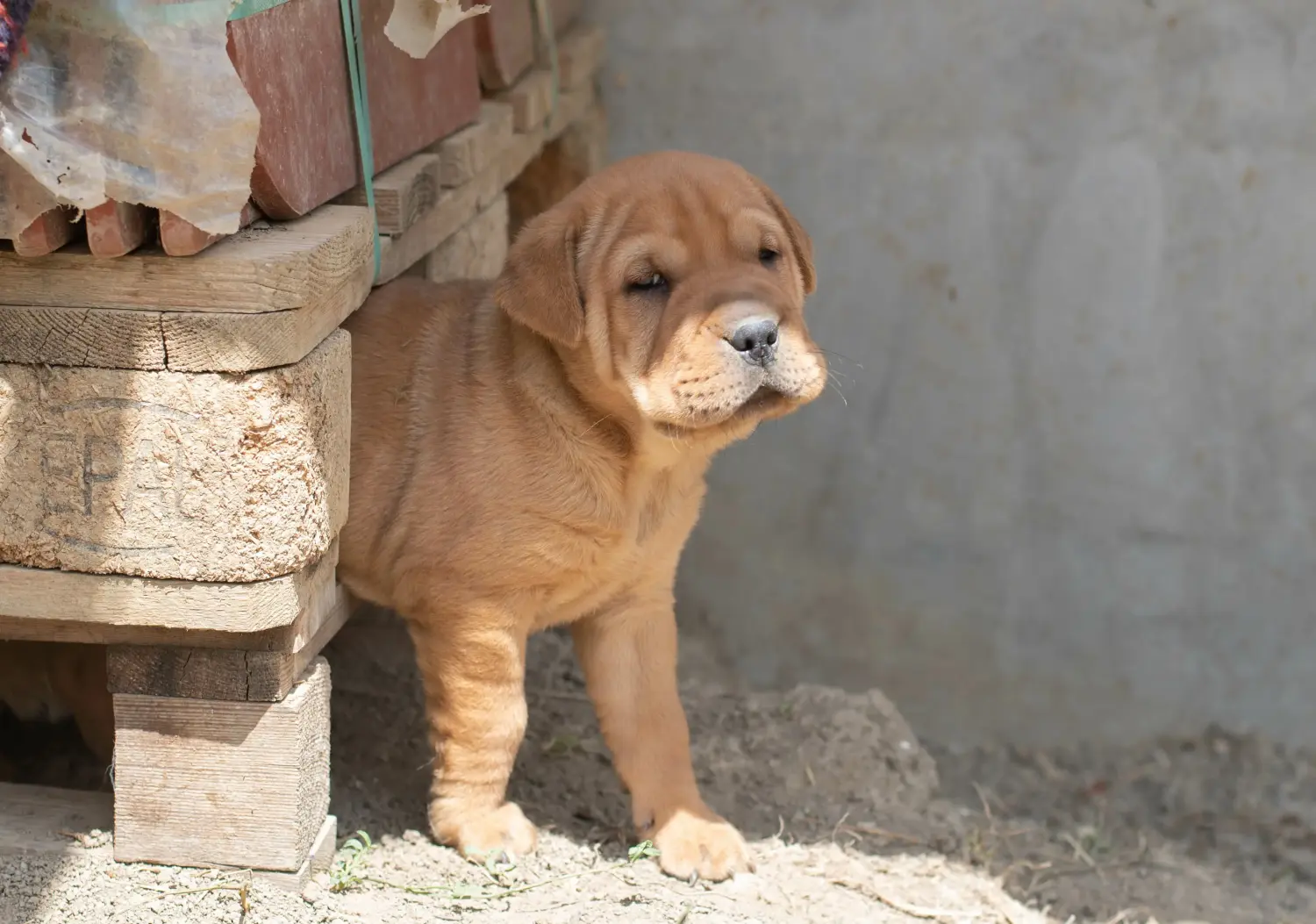 Buying a Shar-Pei puppy means taking responsibility! Buy Shar-Pei puppies.