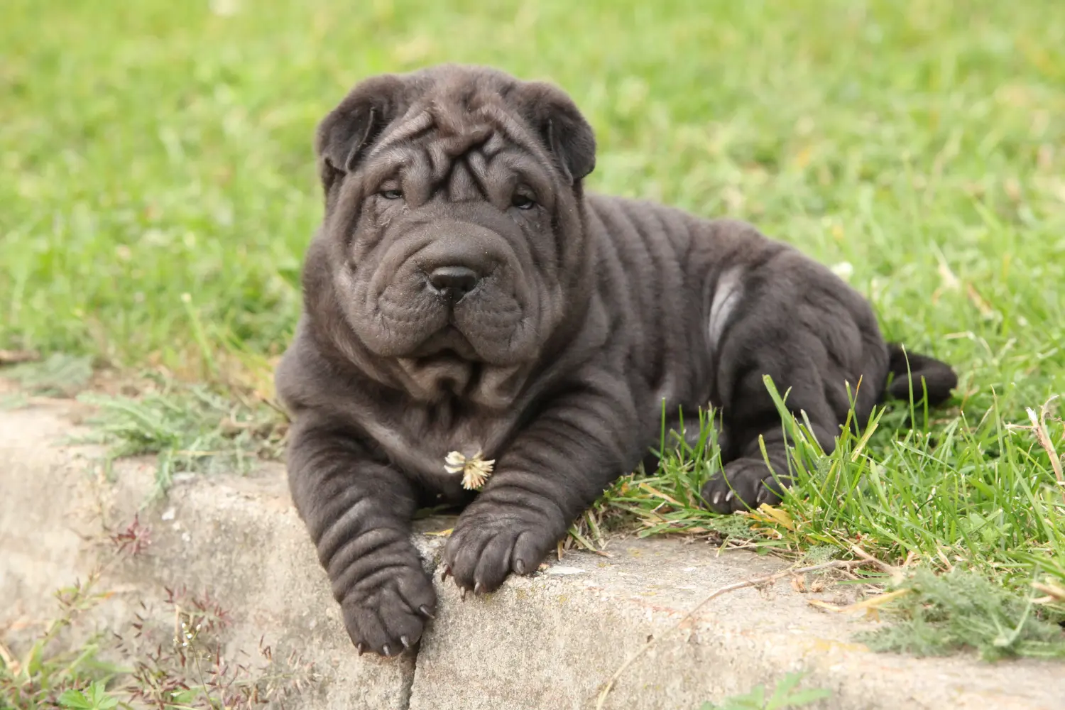 Buying a Shar-Pei puppy means taking responsibility! Buy Shar-Pei puppies.