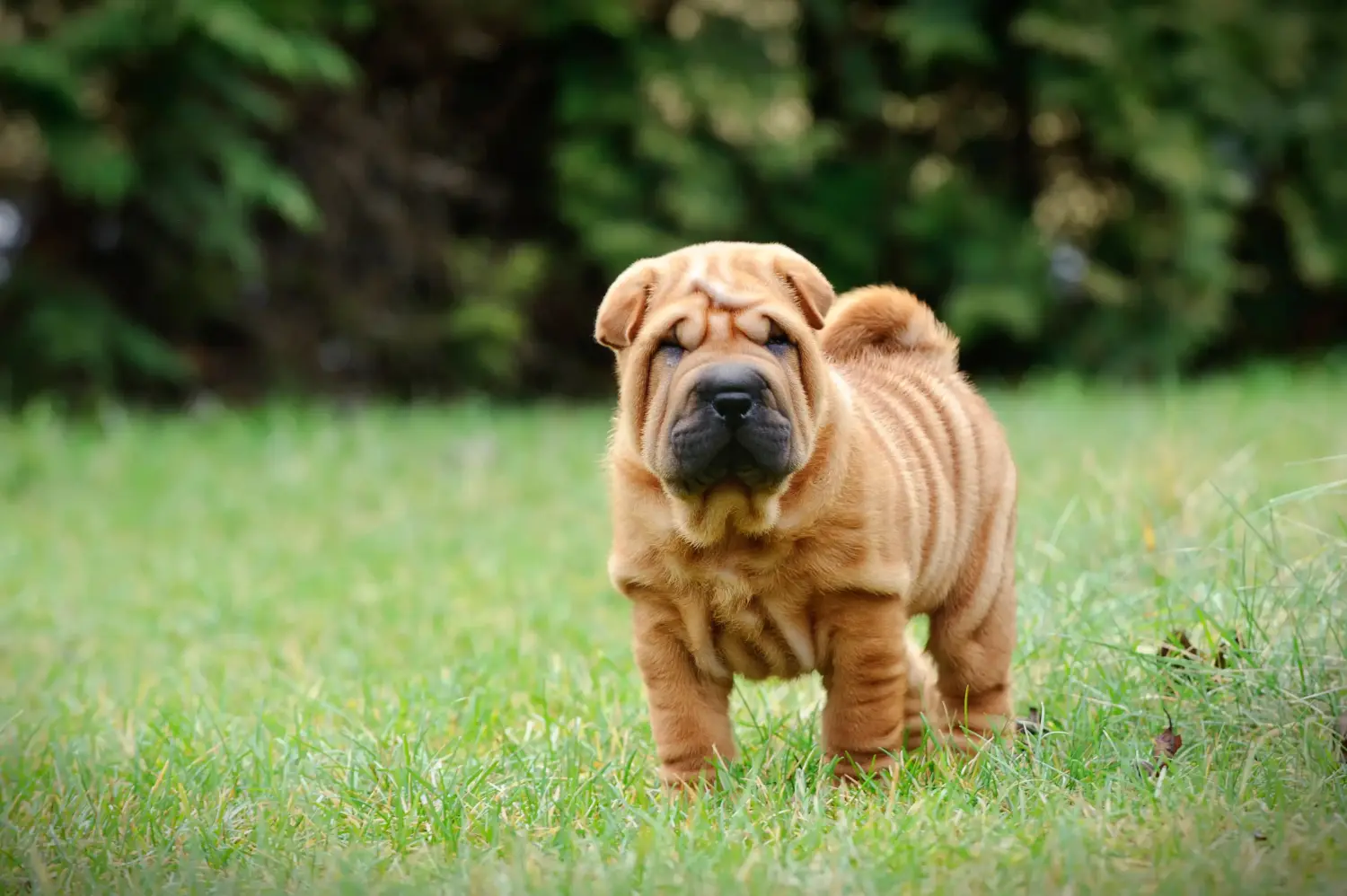Buying a Shar-Pei puppy means taking responsibility! Buy Shar-Pei puppies.