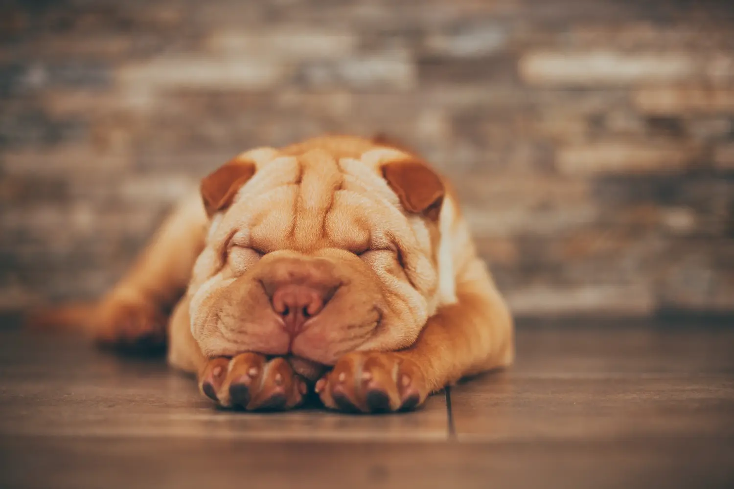 Buying a Shar-Pei puppy means taking responsibility! Buy Shar-Pei puppies.