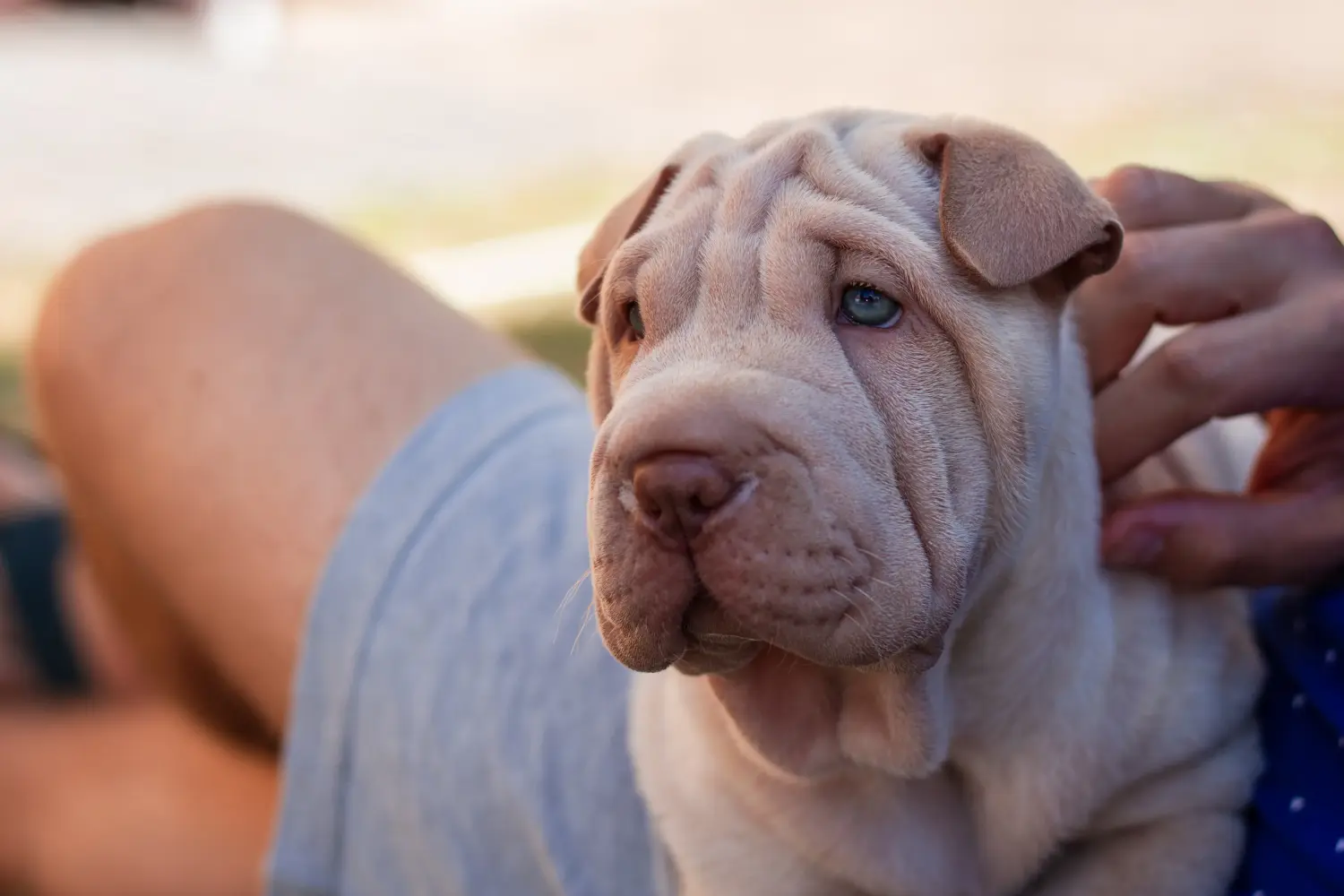 Buying a Shar-Pei puppy means taking responsibility! Buy Shar-Pei puppies.