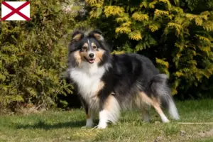 Read more about the article Sheltie breeders and puppies in Alabama