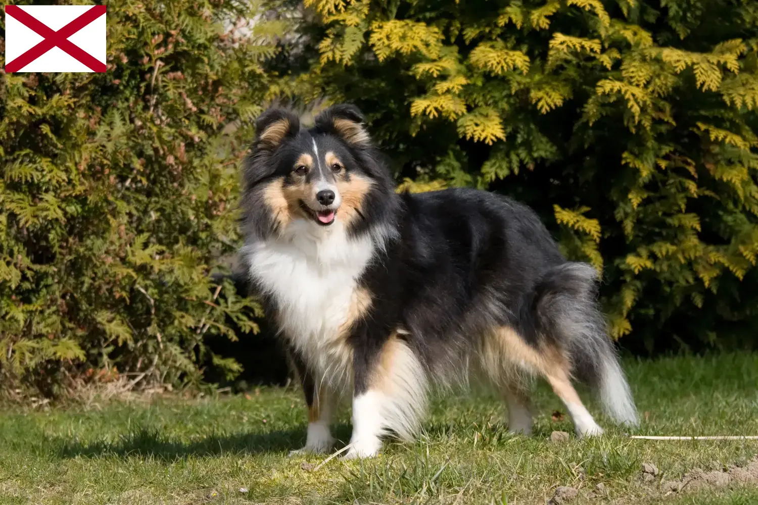 Sheltie puppies and breeder Alabama Find Shelties breeders in Alabama here.