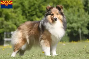 Read more about the article Sheltie breeders and puppies in Arizona