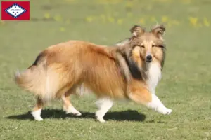 Read more about the article Sheltie breeders and puppies in Arkansas